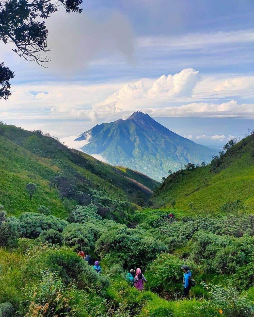 9 Padang Bunga Edelweis di Pulau Jawa, Spot Wajib saat Mendaki Gunung