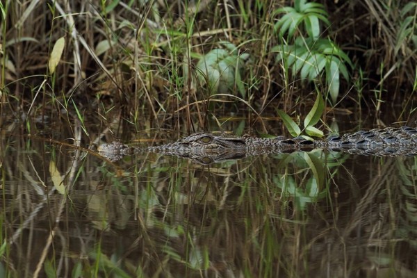 Pertamina Jelajahi Keanekaragaman Hayati Sungai Wain di Balikpapan