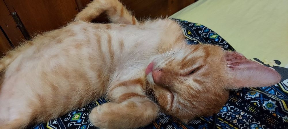8 Potret Nyebelin Kucing Lagi Tidur, Biar Kamu Semangat di Hari Senin