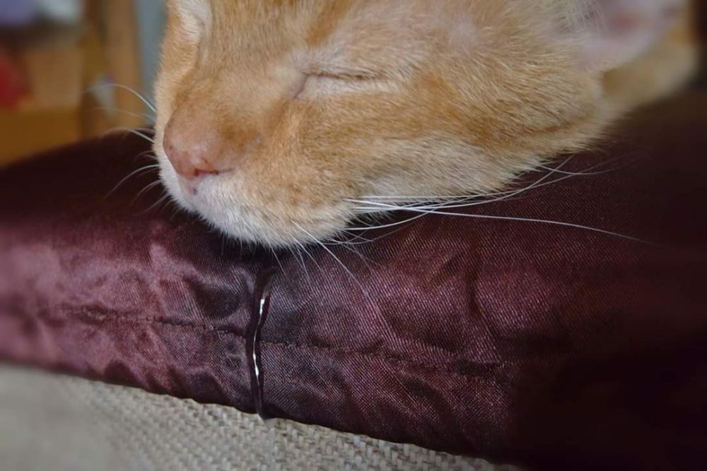 8 Potret Nyebelin Kucing Lagi Tidur, Biar Kamu Semangat di Hari Senin