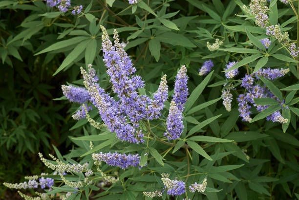 5 tanaman herbal ajaib untuk menyeimbangkan hormon tubuh