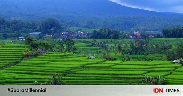 5 Wisata Sawah Terasering Di Bali, Cocok Jadi Tempat Healing