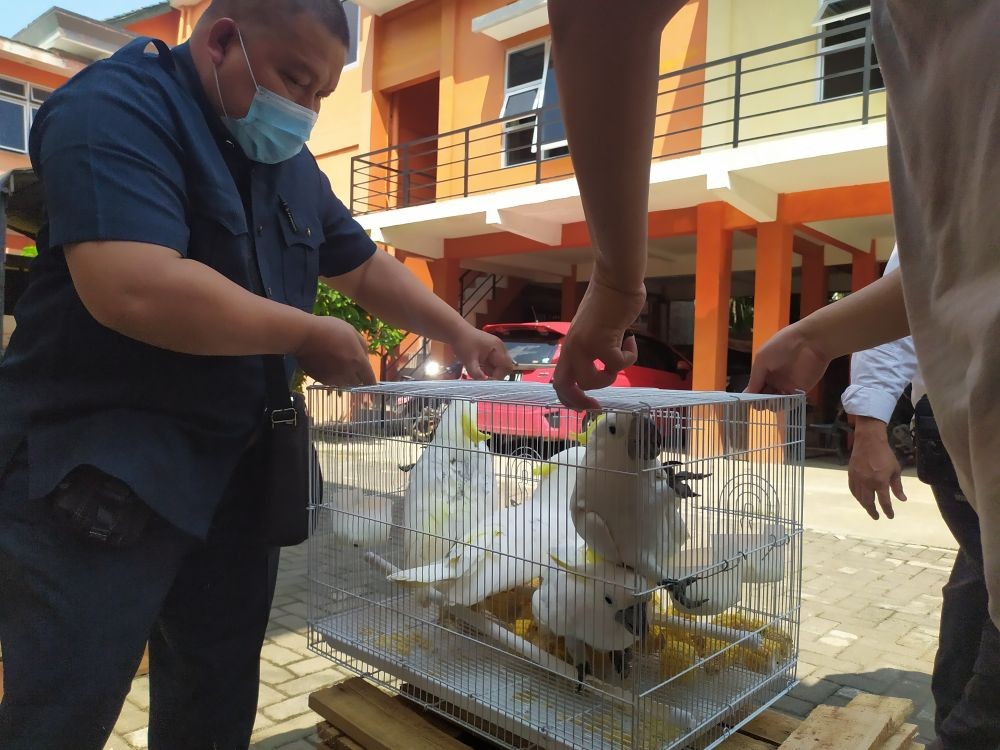 Dipelihara di Jateng, 23 Burung Langka Bakal Dilepasliarkan ke Papua