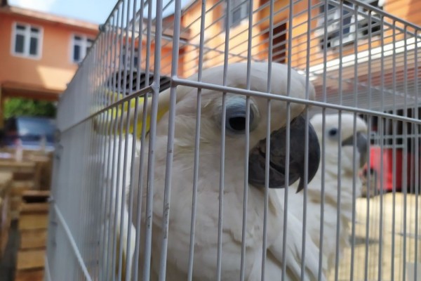 Dipelihara di Jateng, 23 Burung Langka Bakal Dilepasliarkan ke Papua
