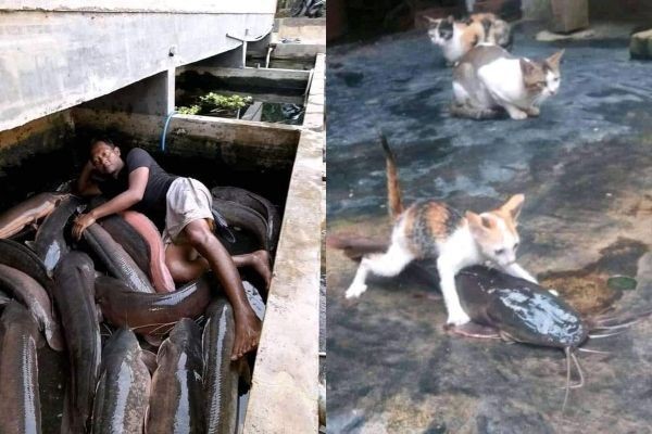 Tertarik Budidaya? 10 Potret Lucu Ikan Lele Gak Biasa Bikin Ngakak
