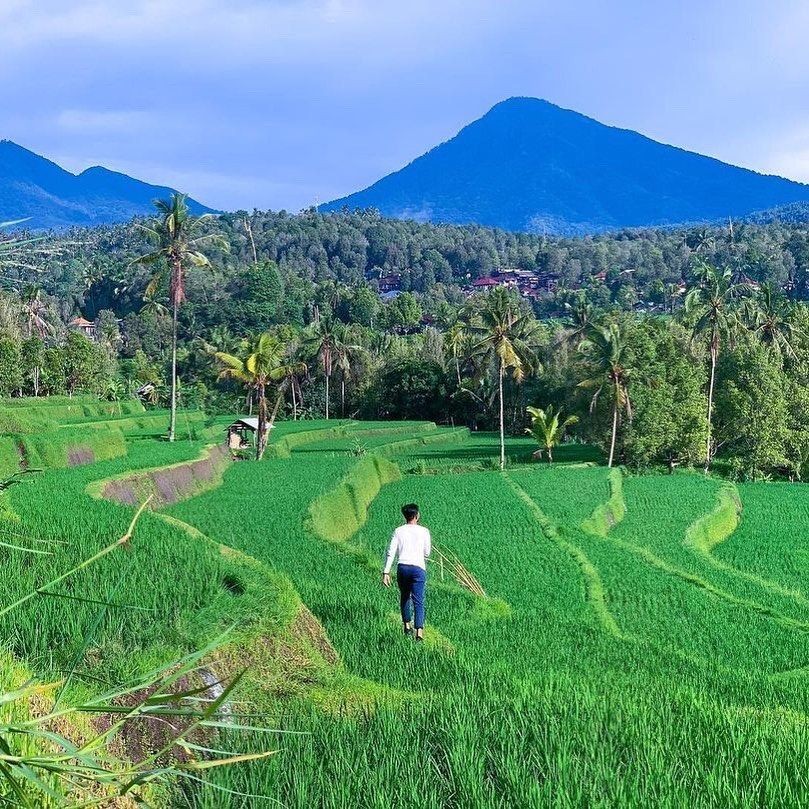 Berikut Wisata Sawah Terasering Yang Cocok Jadi Tempat Healing