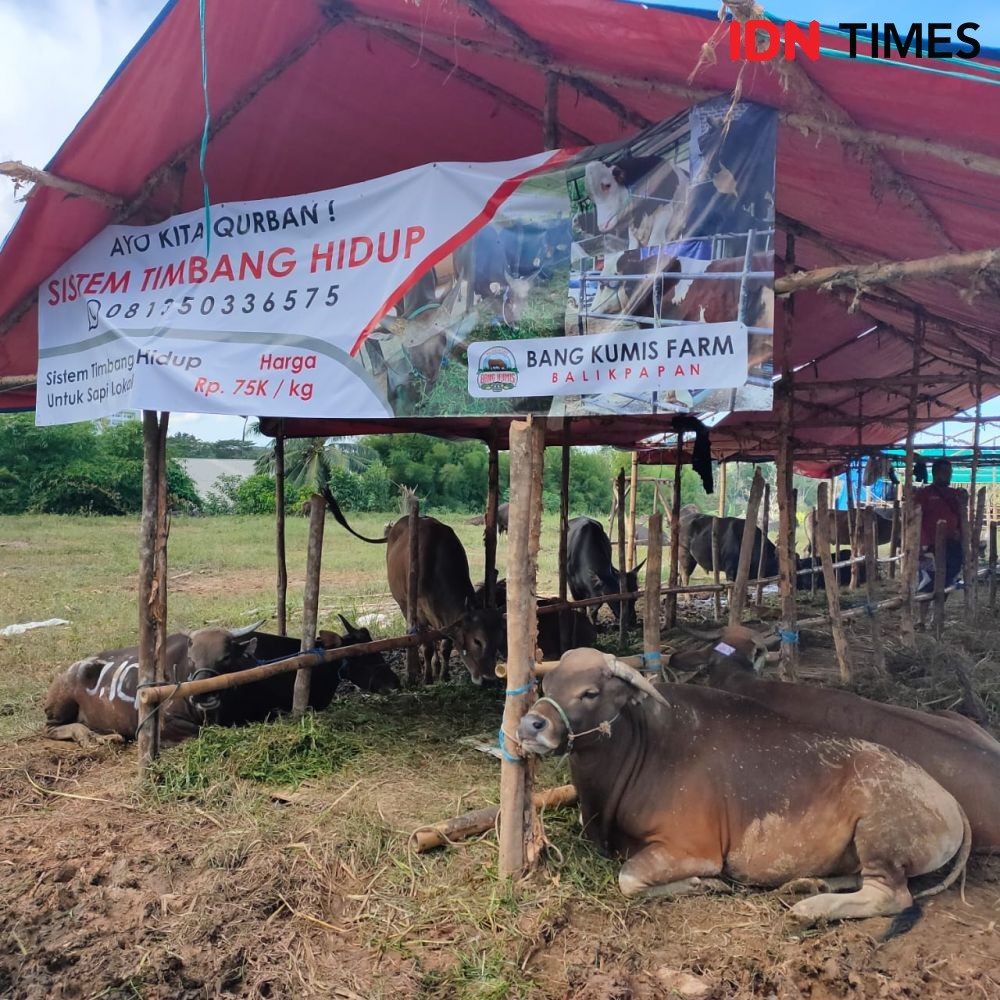 Marak Penjual Hewan Kurban, Pemkot Balikpapan Minta Terapkan Prokes