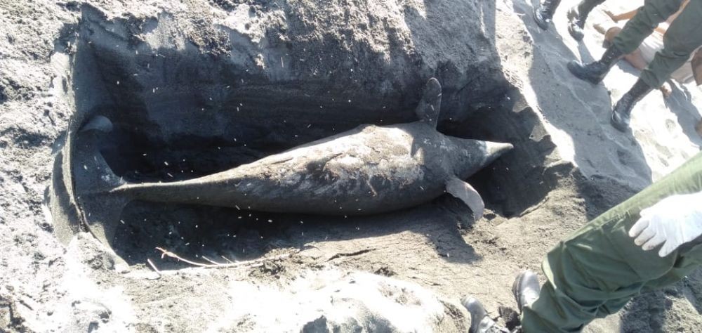 Seekor Lumba-lumba Ditemukan Mati Terdampar di Pantai Samas Bantul