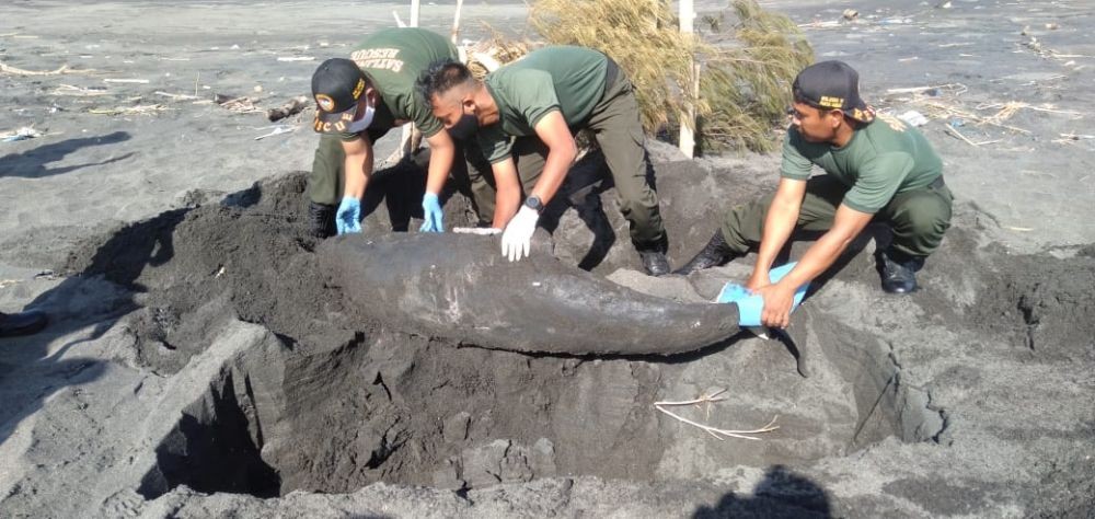Seekor Lumba-lumba Ditemukan Mati Terdampar di Pantai Samas Bantul