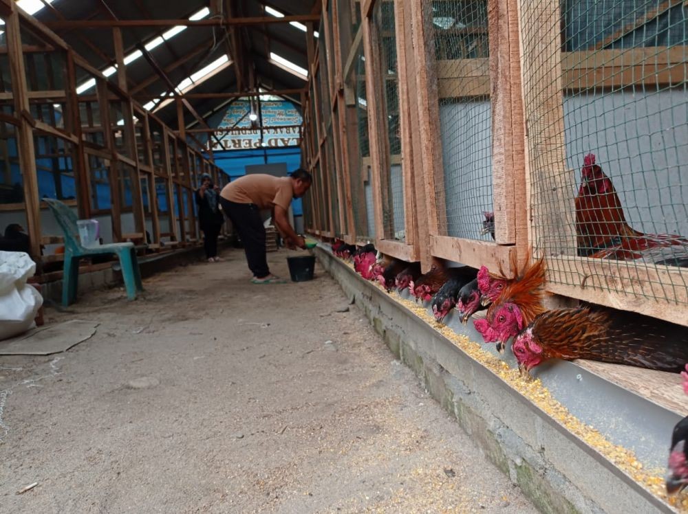 Kelompok Peternak Ayam di Lampung Keluhkan Harga Pakan