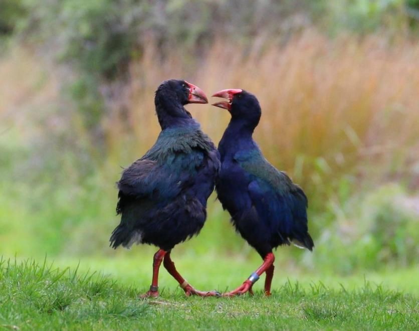 these-9-types-of-birds-have-wings-but-can-t-fly-world-today-news