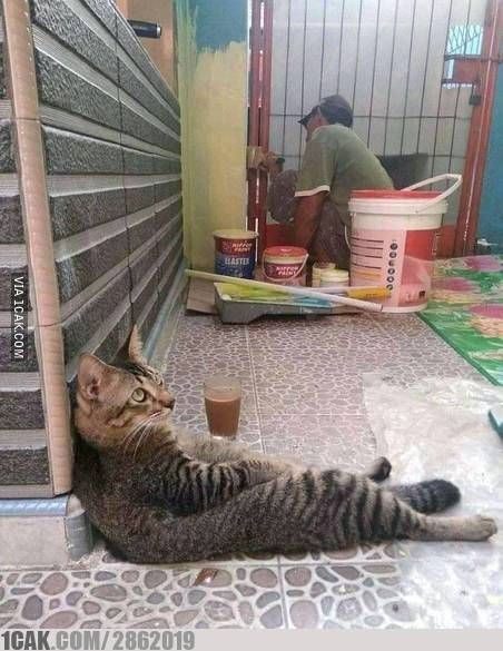 Gak Ada Lawan Nih, 9 Potret Kocak Saat Kucing Jadi Mandor