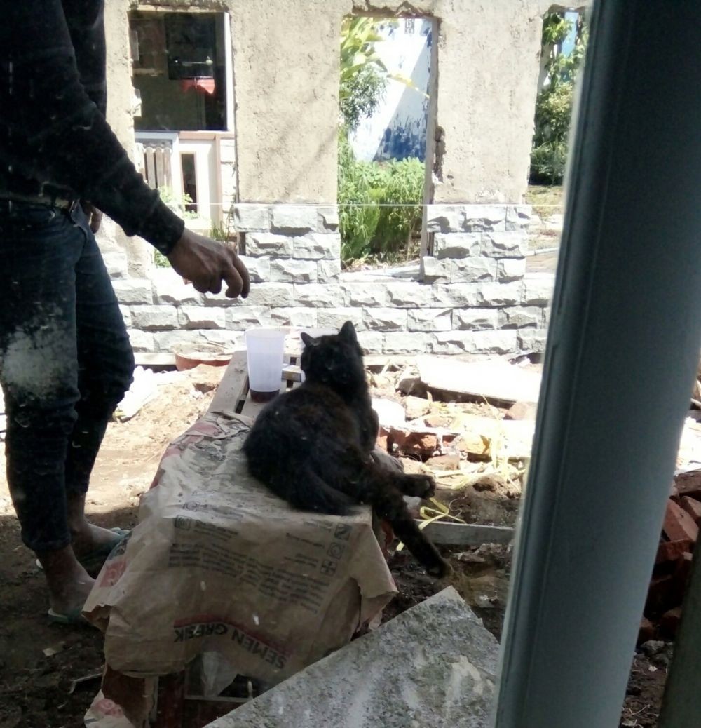 Gak Ada Lawan Nih, 9 Potret Kocak Saat Kucing Jadi Mandor