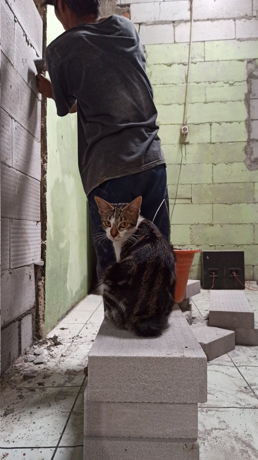 Gak Ada Lawan Nih, 9 Potret Kocak Saat Kucing Jadi Mandor