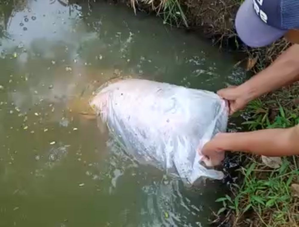 Geger! Mayat Laki-laki Ditemukan Terbungkus Plastik Ikan di Tanggamus