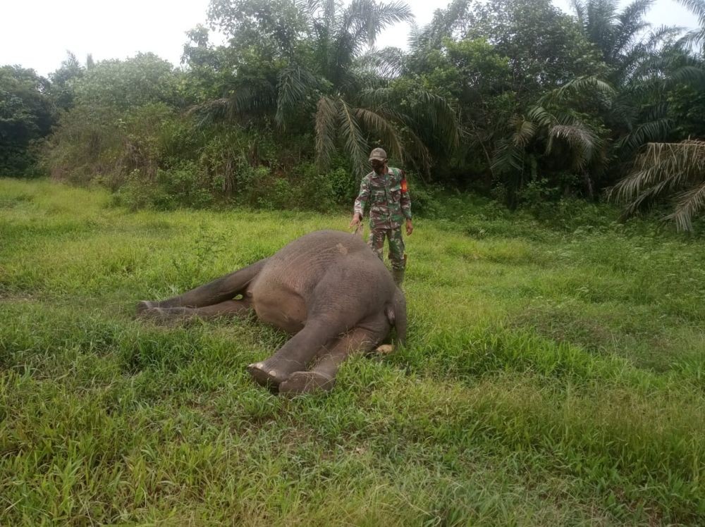 Kasus Gajah Mati Tanpa Kepala Terungkap, 5 Pelaku Ditangkap