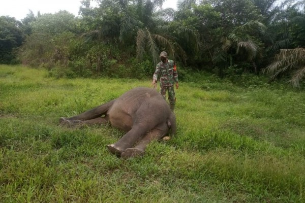 Gajah Liar Ditemukan Tanpa Kepala, Diduga Korban Perburuan Gading