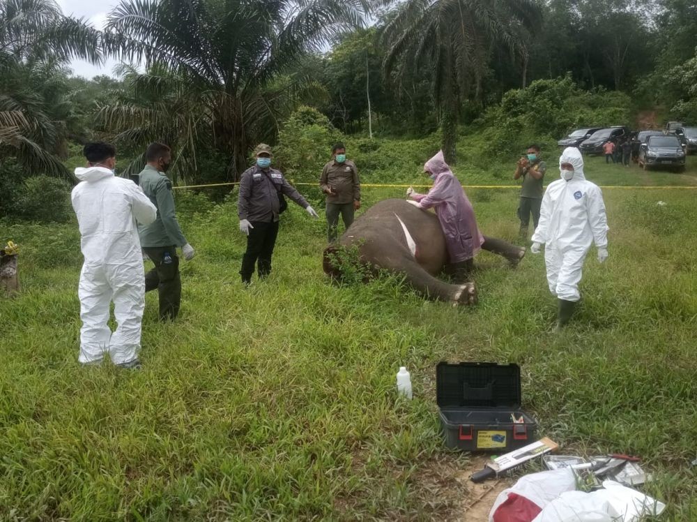 Polisi Belum Mampu Ungkap Kasus Kematian 5 Gajah di Aceh Jaya