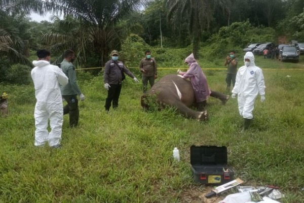 Kasus Gajah Mati Tanpa Kepala Terungkap, 5 Pelaku Ditangkap