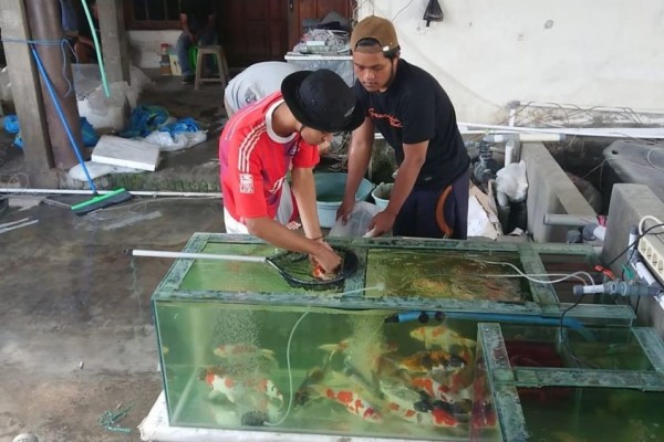 Sambatan Pengusaha Koi Saat PPKM, Order Batal hingga Oksigen Langka