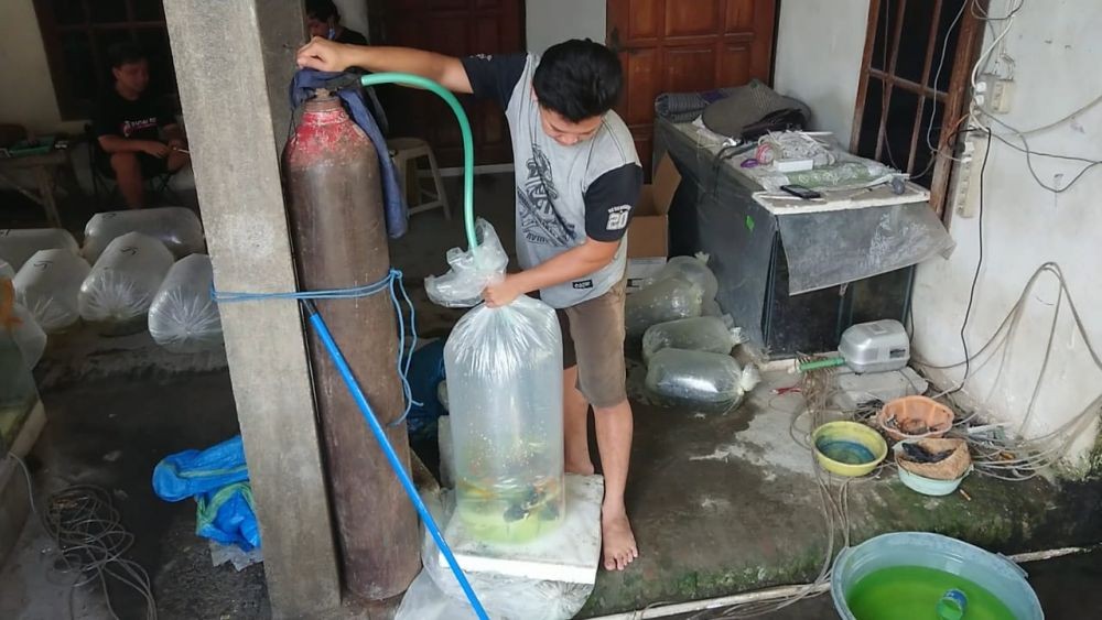 Sambatan Pengusaha Koi Saat PPKM, Order Batal hingga Oksigen Langka