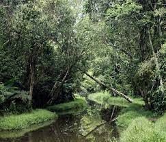 Pramuwisata Meninggal saat Pandu Peneliti Asing ke Hutan Sungai Wain
