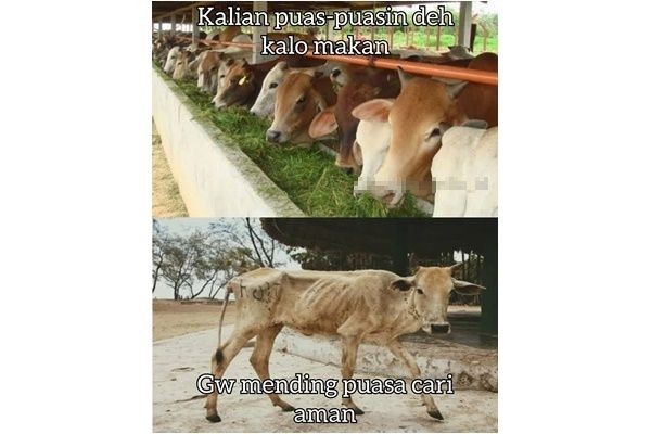 Bikin Perut Tergelitik, 10 Meme Hewan Kurban 'Curhat' Saat Idul Adha