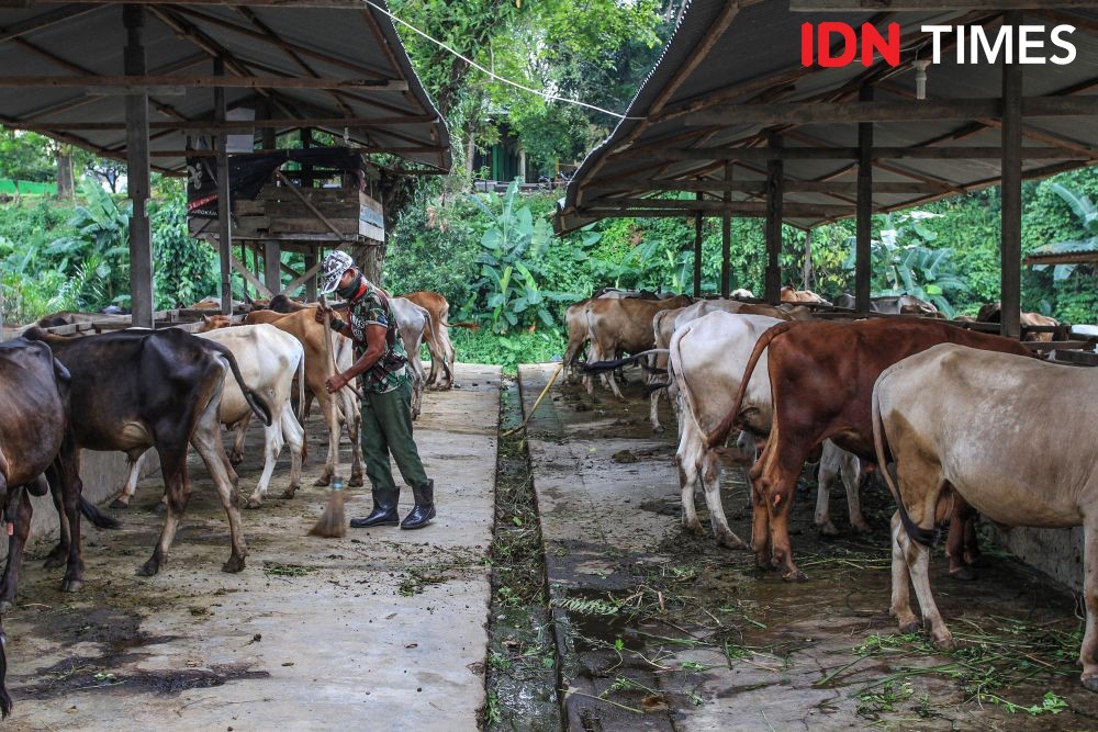 Belum Ada Kasus PMK, Tabanan Siaga dengan Biosecurity