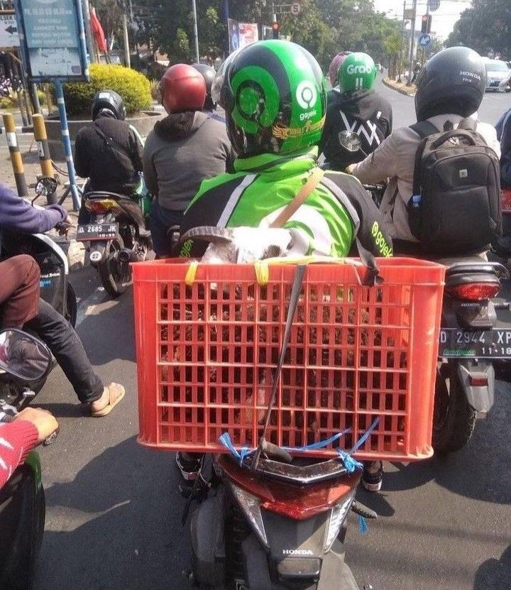 10 Potret Kocak Angkut Hewan Kurban yang Bikin Cekikikan di Jalan