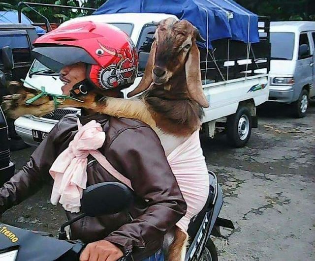 10 Potret Kocak Angkut Hewan Kurban yang Bikin Cekikikan di Jalan