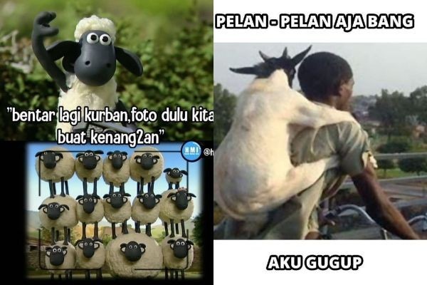 Bikin Perut Tergelitik, 10 Meme Hewan Kurban 'Curhat' Saat Idul Adha