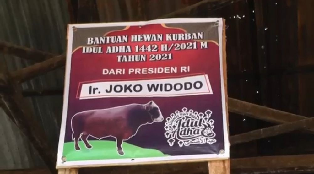 Jokowi Kurban Sapi 1,2 Ton Kawin Silang Simental-Pegon di Palembang