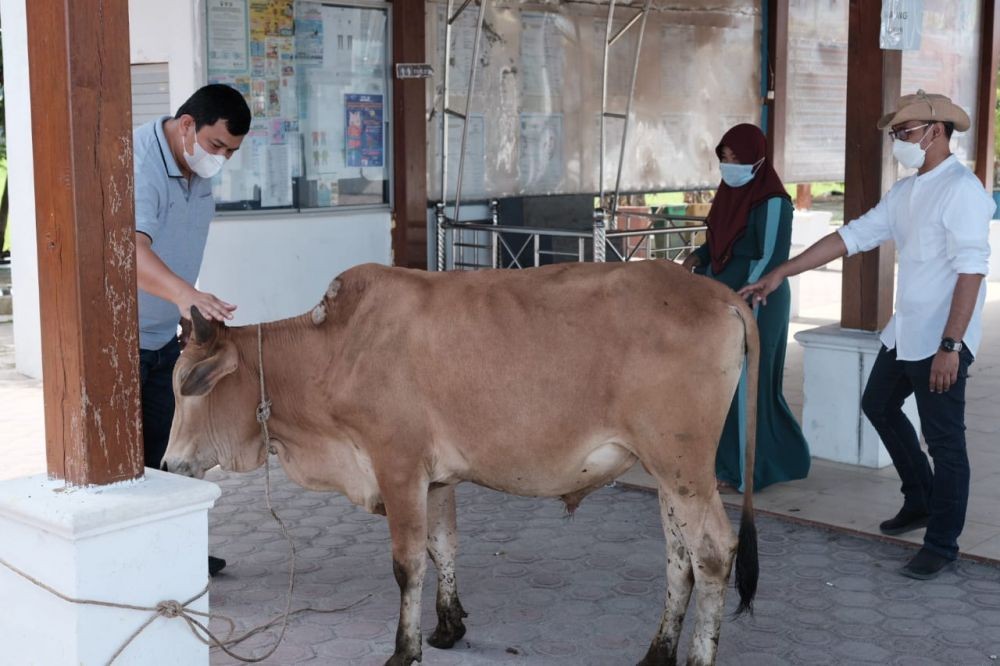 Idul Adha, Inalum Berikan 37 Ekor Lembu Kurban untuk 36 Desa