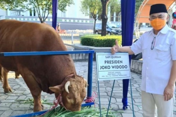 Sapi Kurban Jokowi dari Probolinggo, Khofifah dari Lamongan