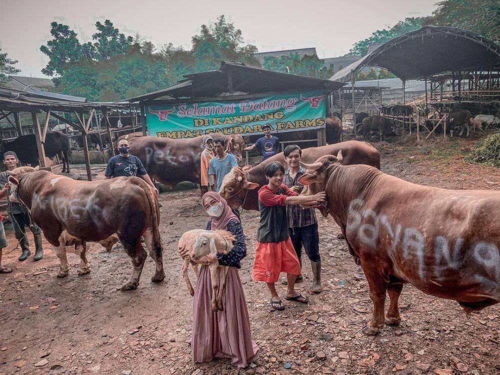 Momen Ria Ricis Kurban Sapi Idul Adha Capai Ton