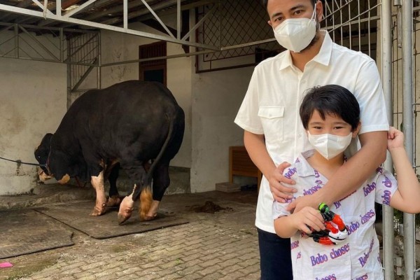 Raffi Ahmad Pilih Sapi Kurban dari Gunungkidul, Beratnya 1,4 Ton!
