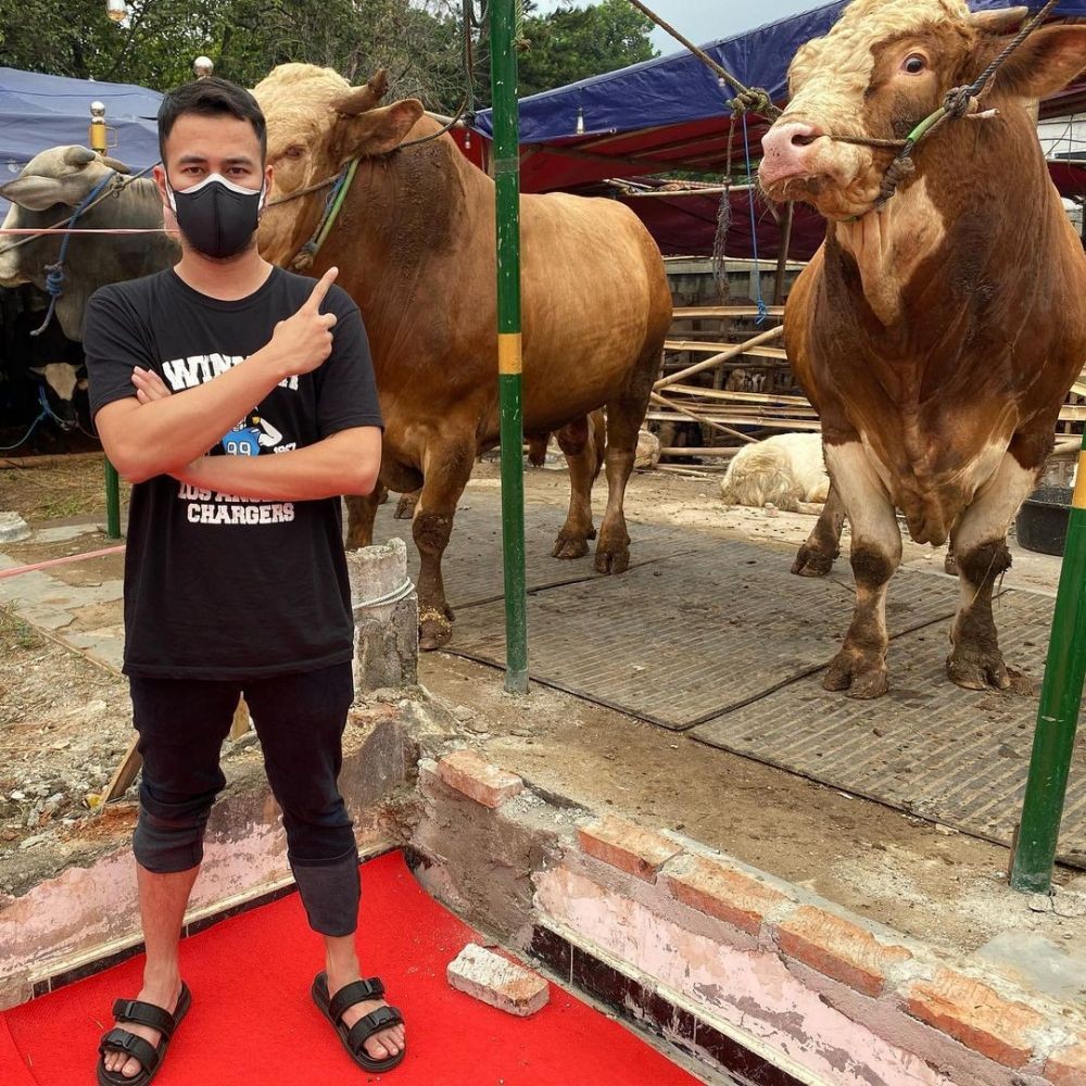 Raffi Ahmad Pilih Sapi Kurban dari Gunungkidul, Beratnya 1,4 Ton!