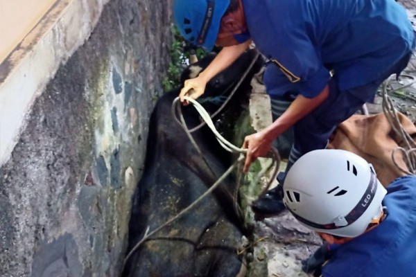 Dramatis! Petugas Damkar Angkat Sapi 300 Kg yang Kabur Saat Disembelih