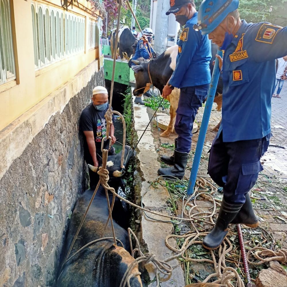Dramatis! Petugas Damkar Angkat Sapi 300 Kg yang Kabur Saat Disembelih