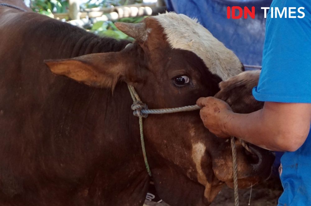 Cegah Antraks Masuk Lebak, 5 Pos Pemeriksaan Hewan Disiagakan