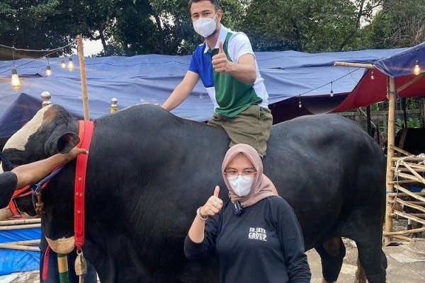 10 Selebriti Sultan yang Berkurban Sapi Seberat Mobil Avanza