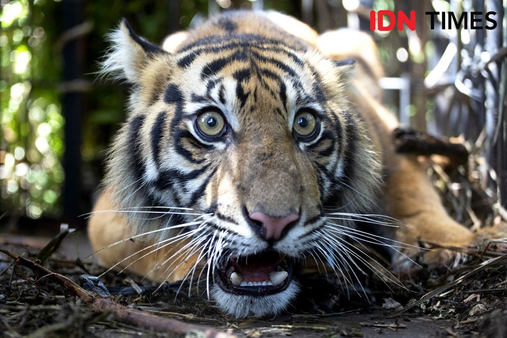 Harimau Serang Dokter Hewan saat akan Dievakuasi dari Jerat