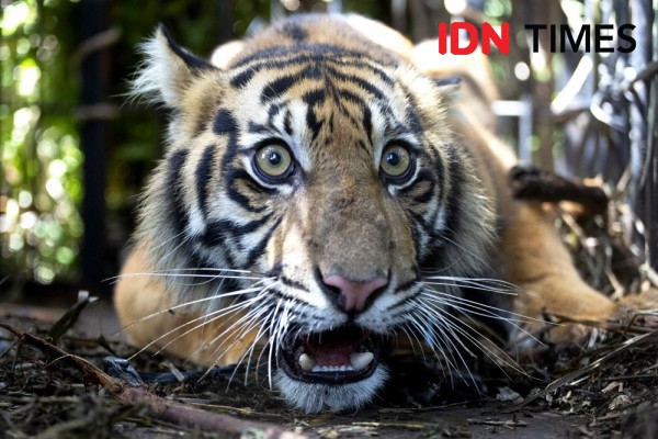 Harimau Masuk Pemukiman Warga Palas, BBKSDA Pasang 2 Kandang Jebak