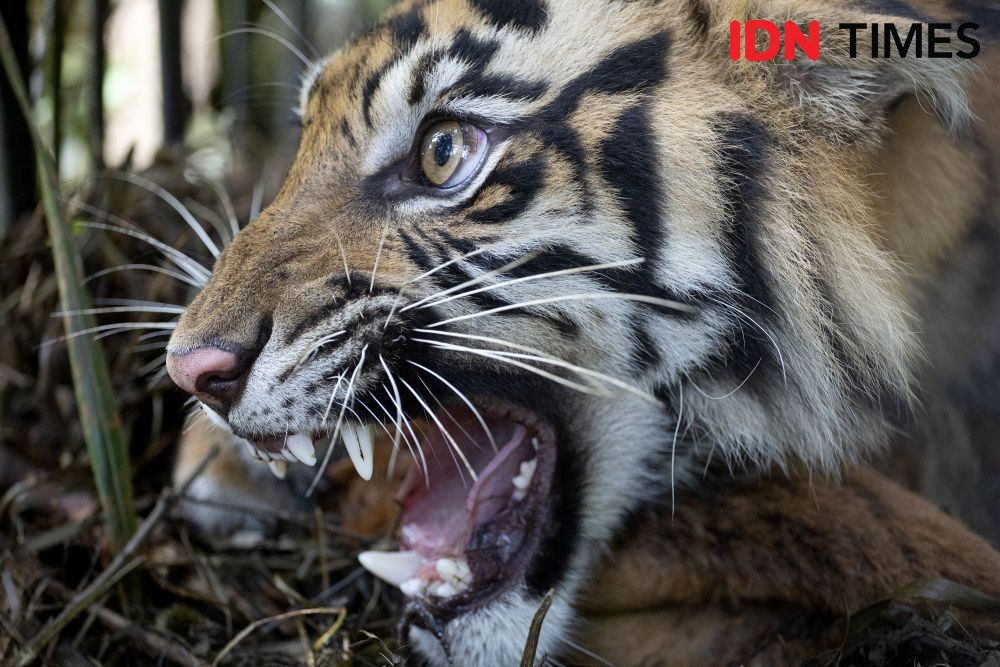 Harimau Masuk Pemukiman Warga Palas, BBKSDA Pasang 2 Kandang Jebak