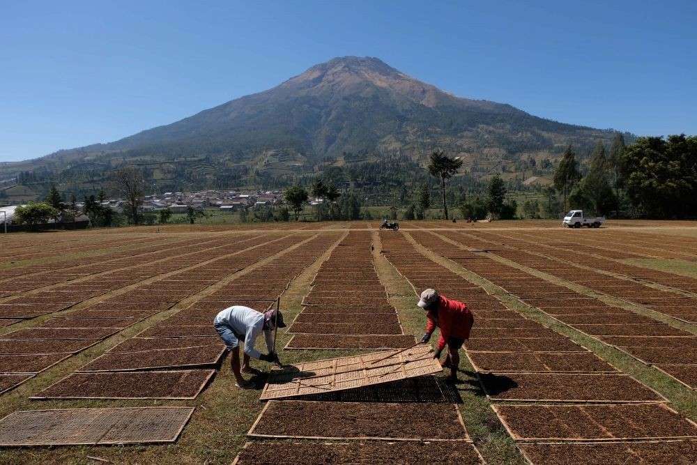 Curah Hujan Berkurang, Petani di Lombok Tengah Mulai Tanam Tembakau