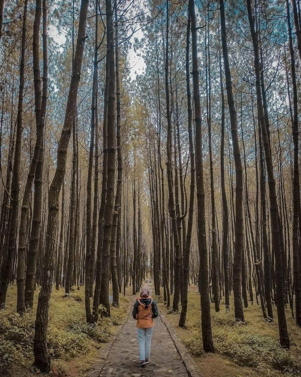 10 Hutan Pinus Paling Populer di Pulau Jawa yang Asri