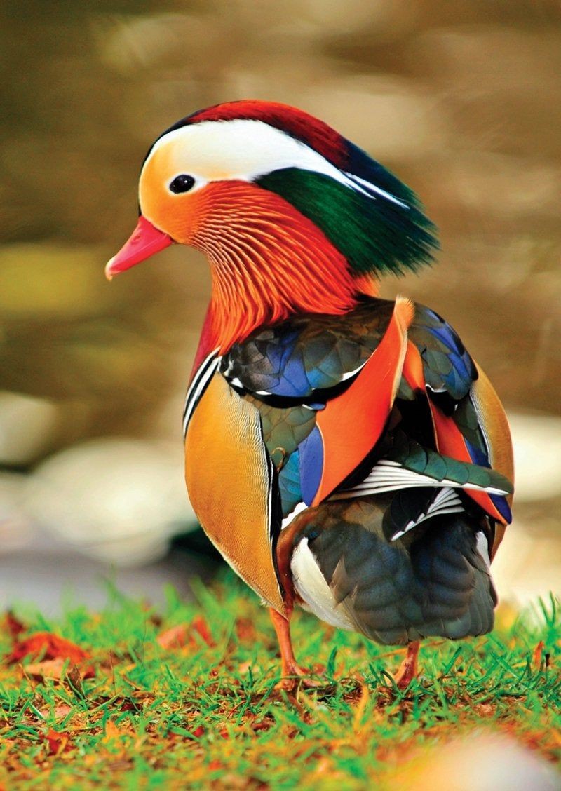 12 Colorful Animal Portraits, Beautiful and Some are Poisonous