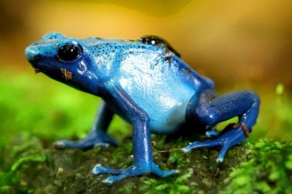 12 Colorful Animal Portraits, Beautiful and Some are Poisonous