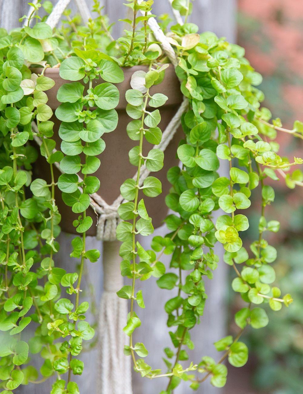 9 Ide Tanaman Gantung untuk Balkon Rumah, Anggrek sampai Creeping Fig!