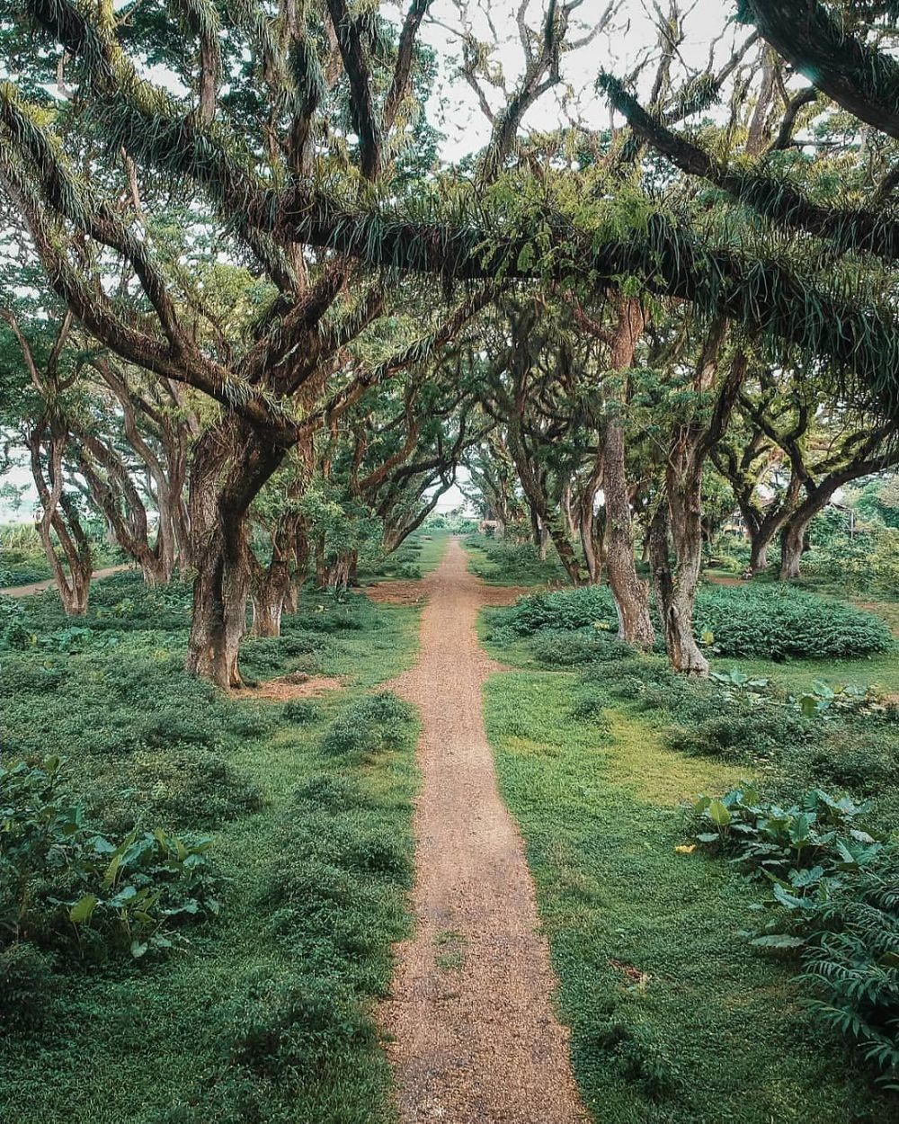 Berikut Deretan Hutan  Paling Unik  di Indonesia yang Bisa 